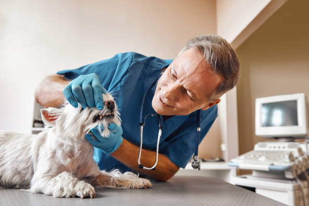 Best Urgent Dental Care in Lake View, AL
